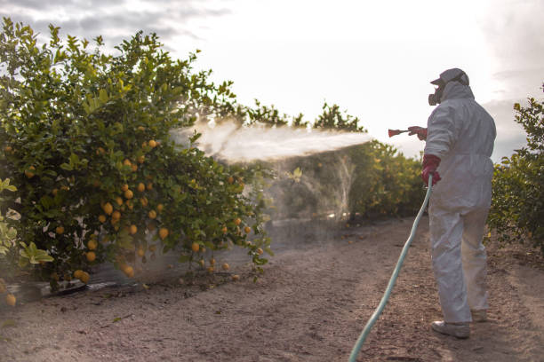 Best Wasp Removal Services  in Manor, PA
